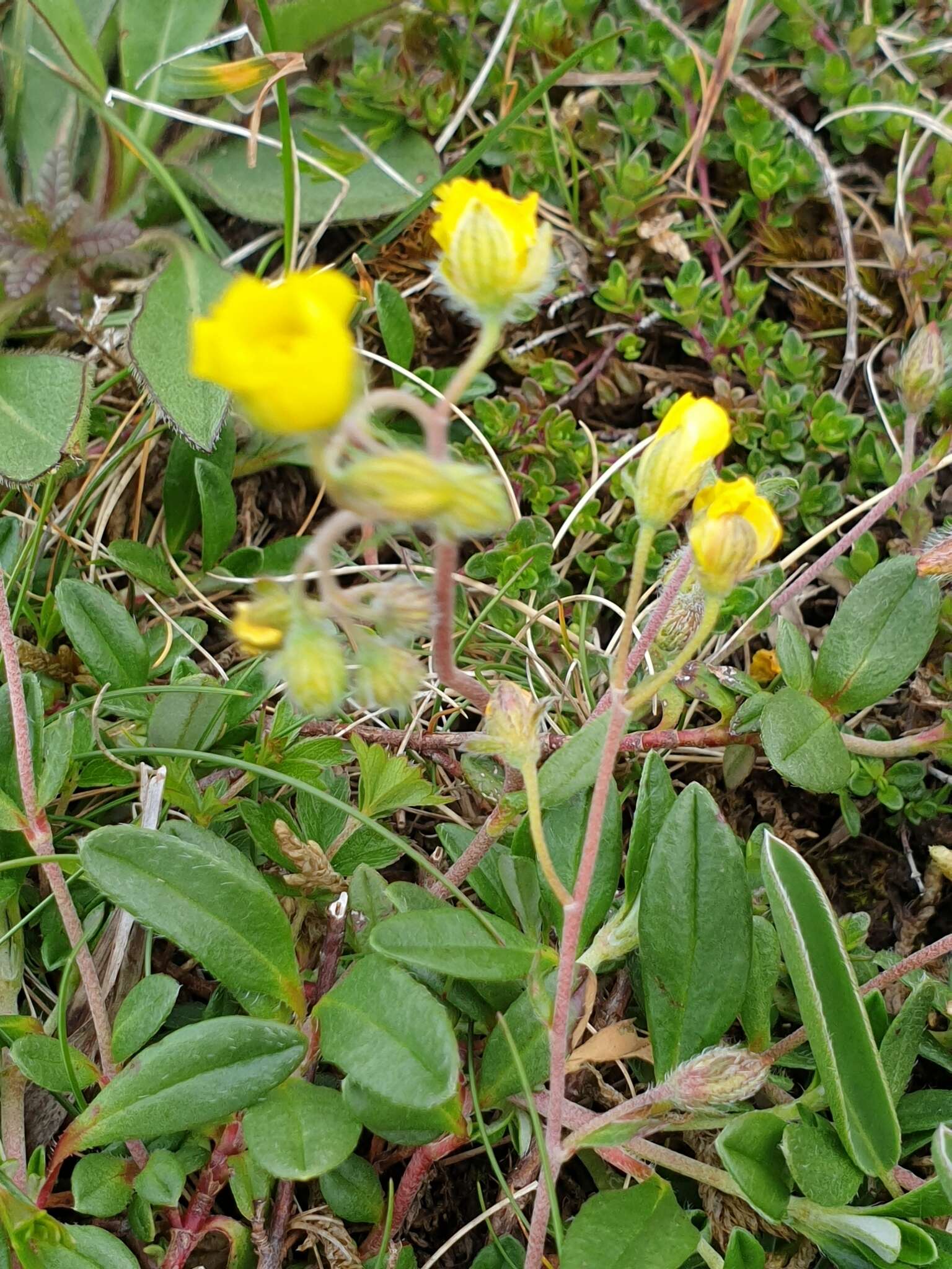 Image of Hoary Rock-rose