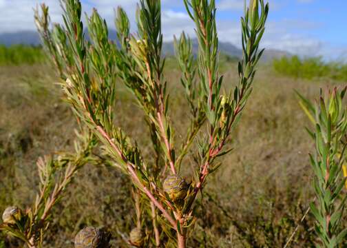 Image of <i>Leucadendron <i>lanigerum</i></i> var. lanigerum