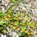 Imagem de Saxifraga mutata subsp. mutata