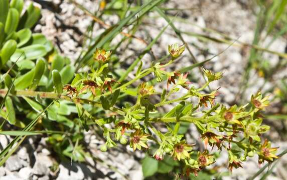 Imagem de Saxifraga mutata subsp. mutata