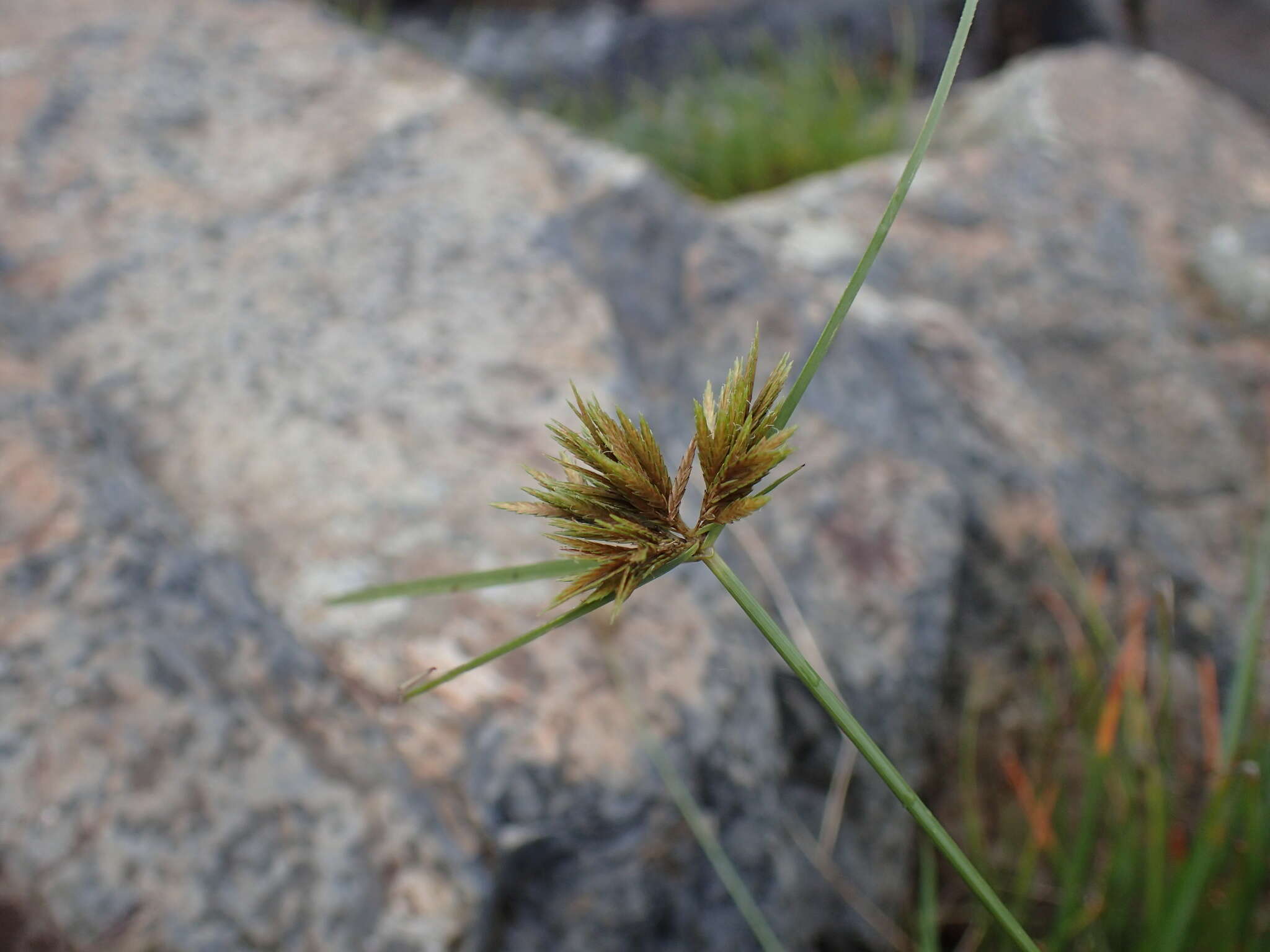 Image of manyspike flatsedge