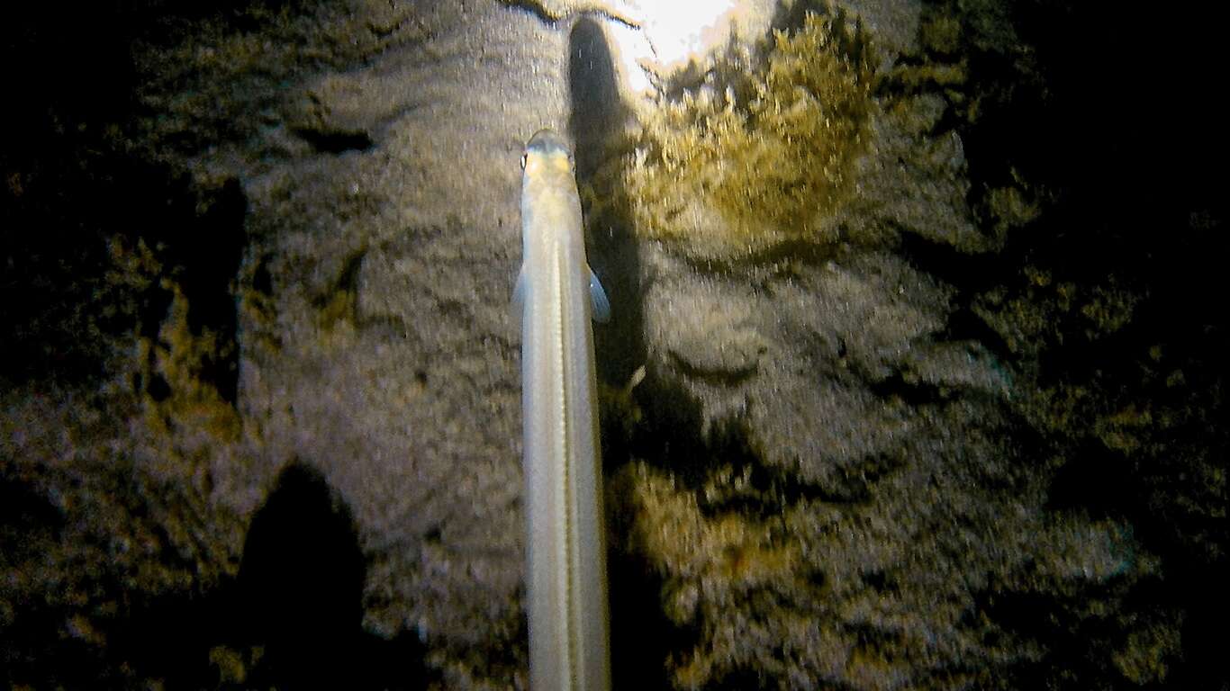 Image of Baleares Conger