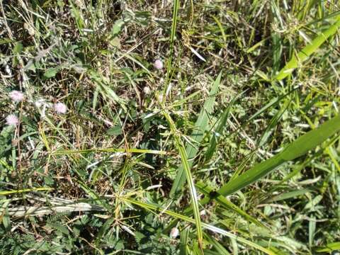 Image de Cyperus sphacelatus Rottb.