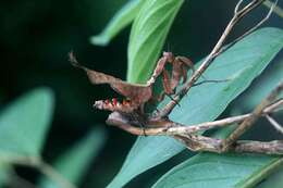 Acanthops fuscifolia Olivier 1792 resmi