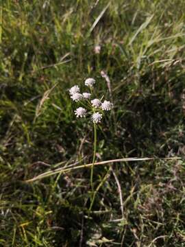 Oenanthe lachenalii C. C. Gmelin resmi