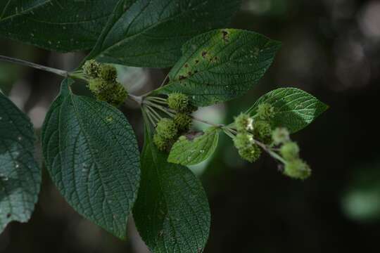 صورة Lippia cardiostegia Benth.