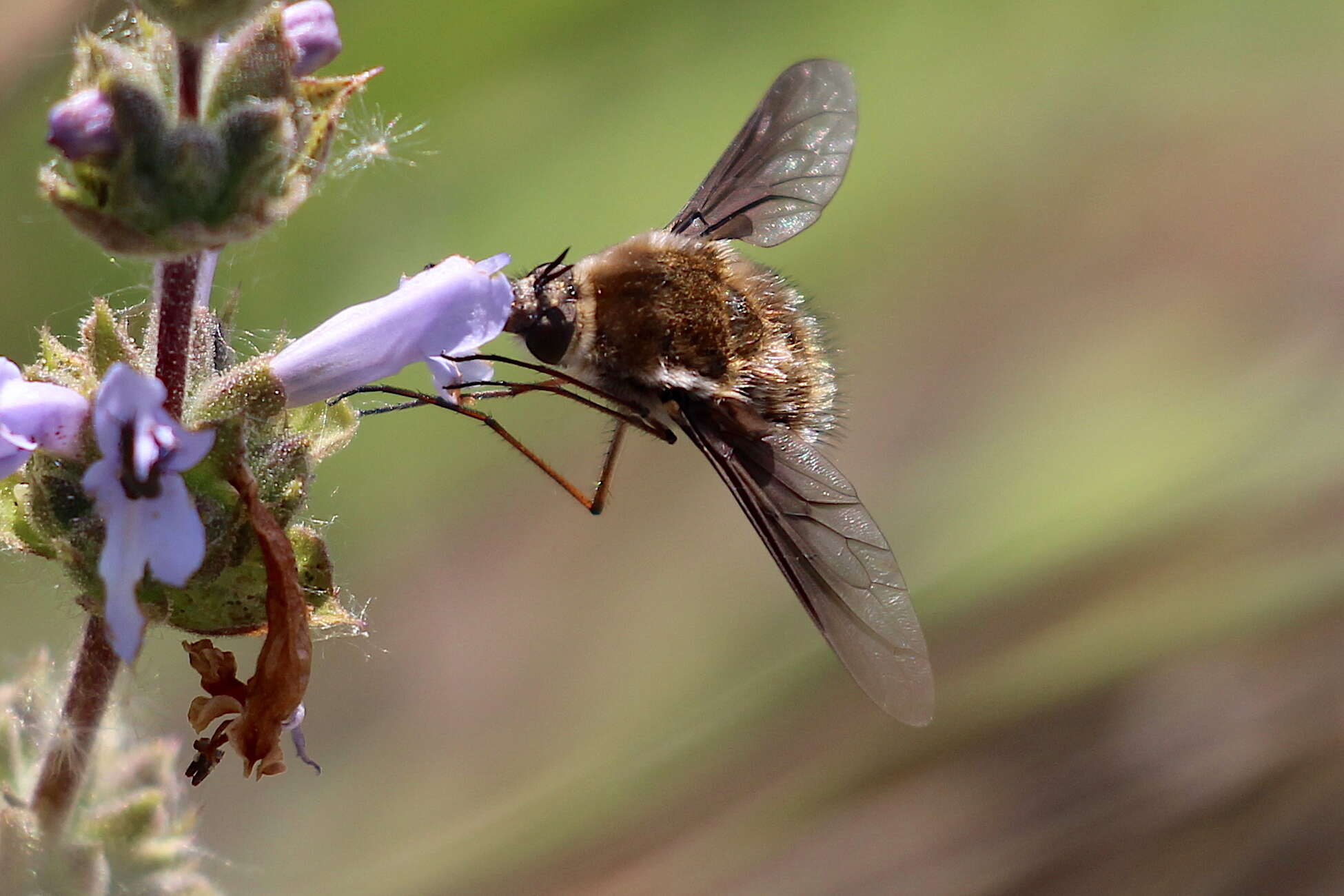 Image of Bombylius lancifer Osten Sacken 1877