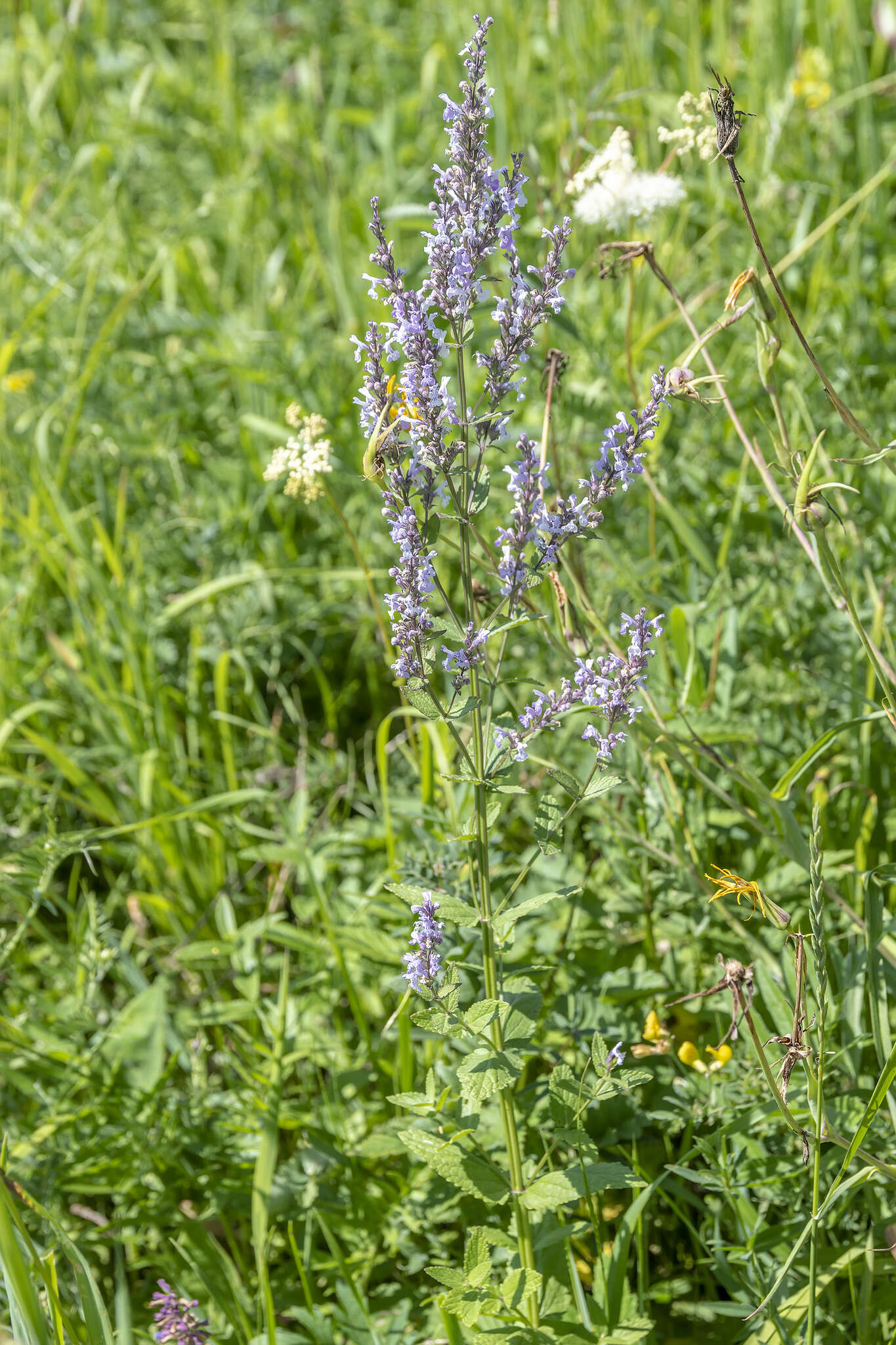 Image of Nepeta nuda L.