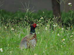 Imagem de Phasianus colchicus formosanus Elliot & DG 1870