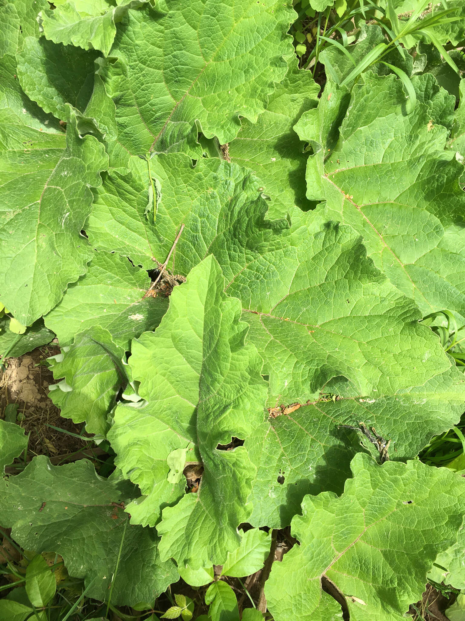 Image of common burdock