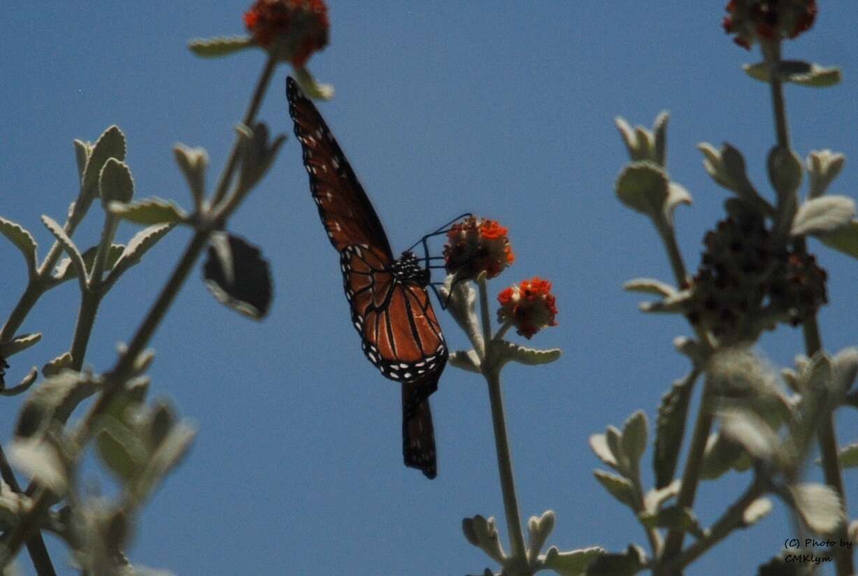 Image de Buddleja marrubiifolia Benth.