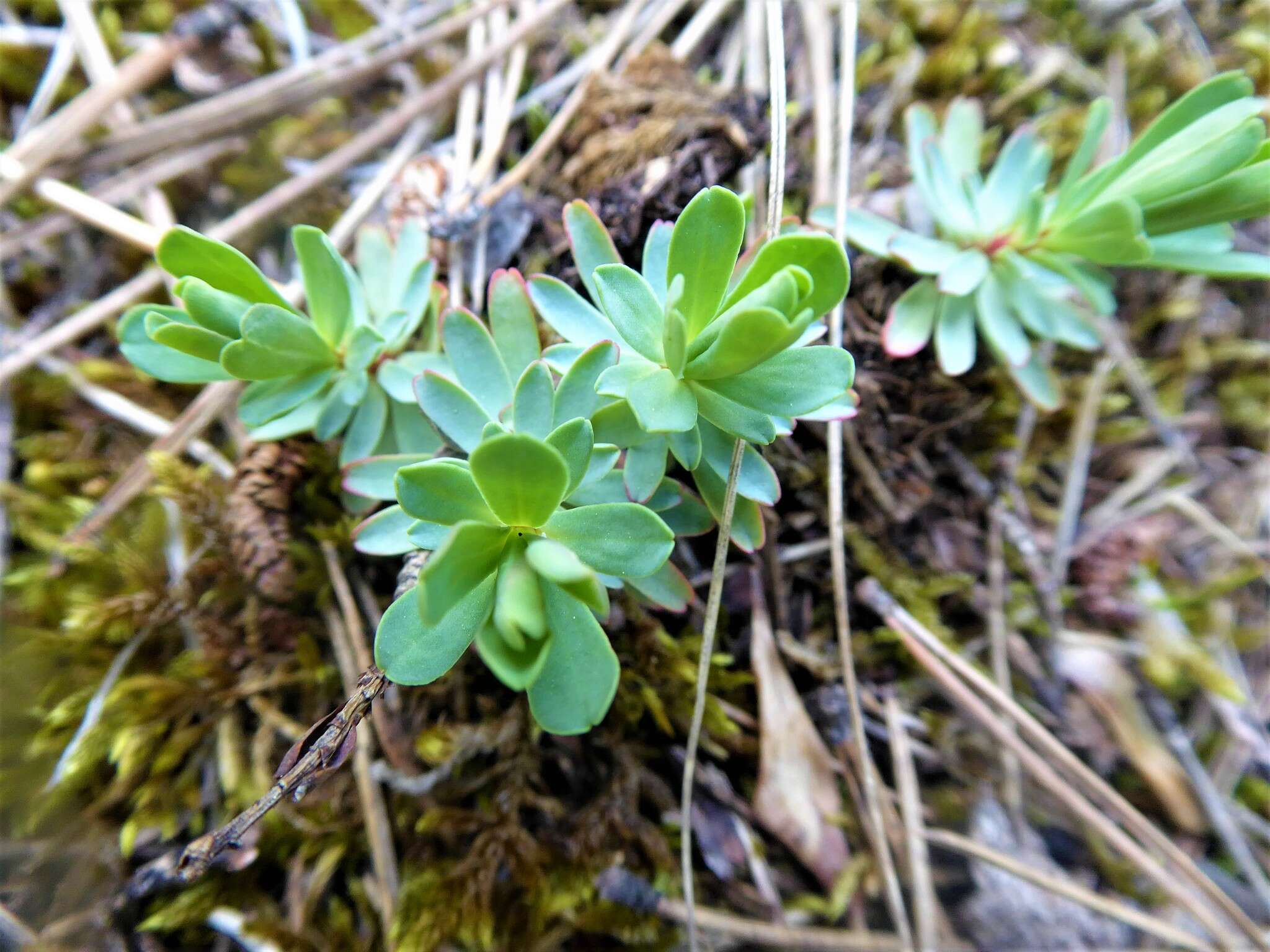 Sivun Euphorbia saxatilis Jacq. kuva