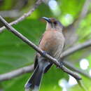 Image of Tinian Monarch