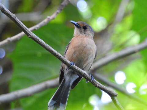 Image of Tinian Monarch