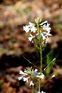 Image of bulbous bittercress