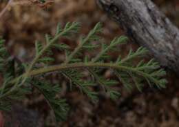 Image of Pelargonium triste (L.) L'Her.