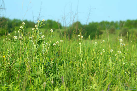 Image of Hungarian clover