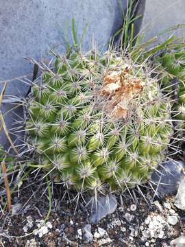 Sivun Thelocactus conothelos subsp. conothelos kuva