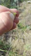 Image of sanddune cryptantha