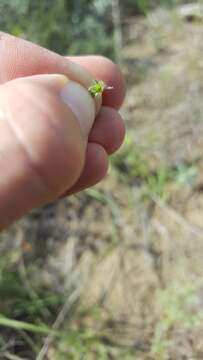 Plancia ëd Cryptantha fendleri (A. Gray) Greene