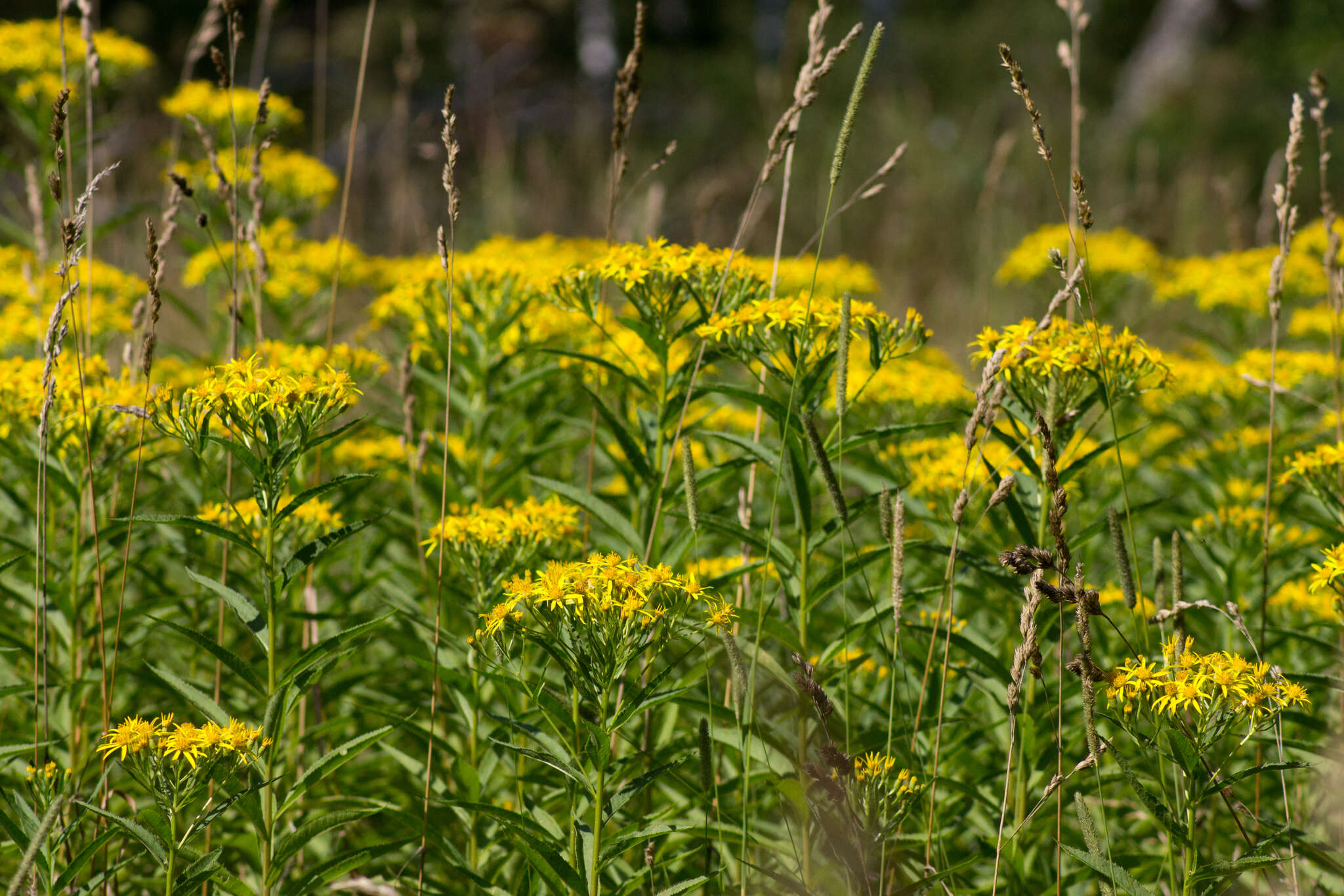 Image of Senecio sarracenicus L.