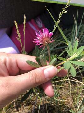 Image of lupine clover