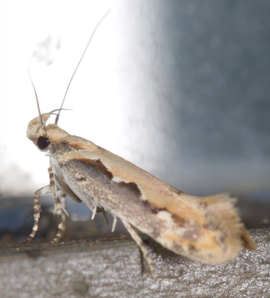 Image of Moth