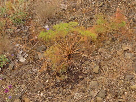 Image of Lomatium klickitatense