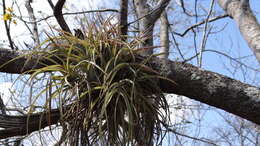 Imagem de Tillandsia brachycaulos Schltdl.