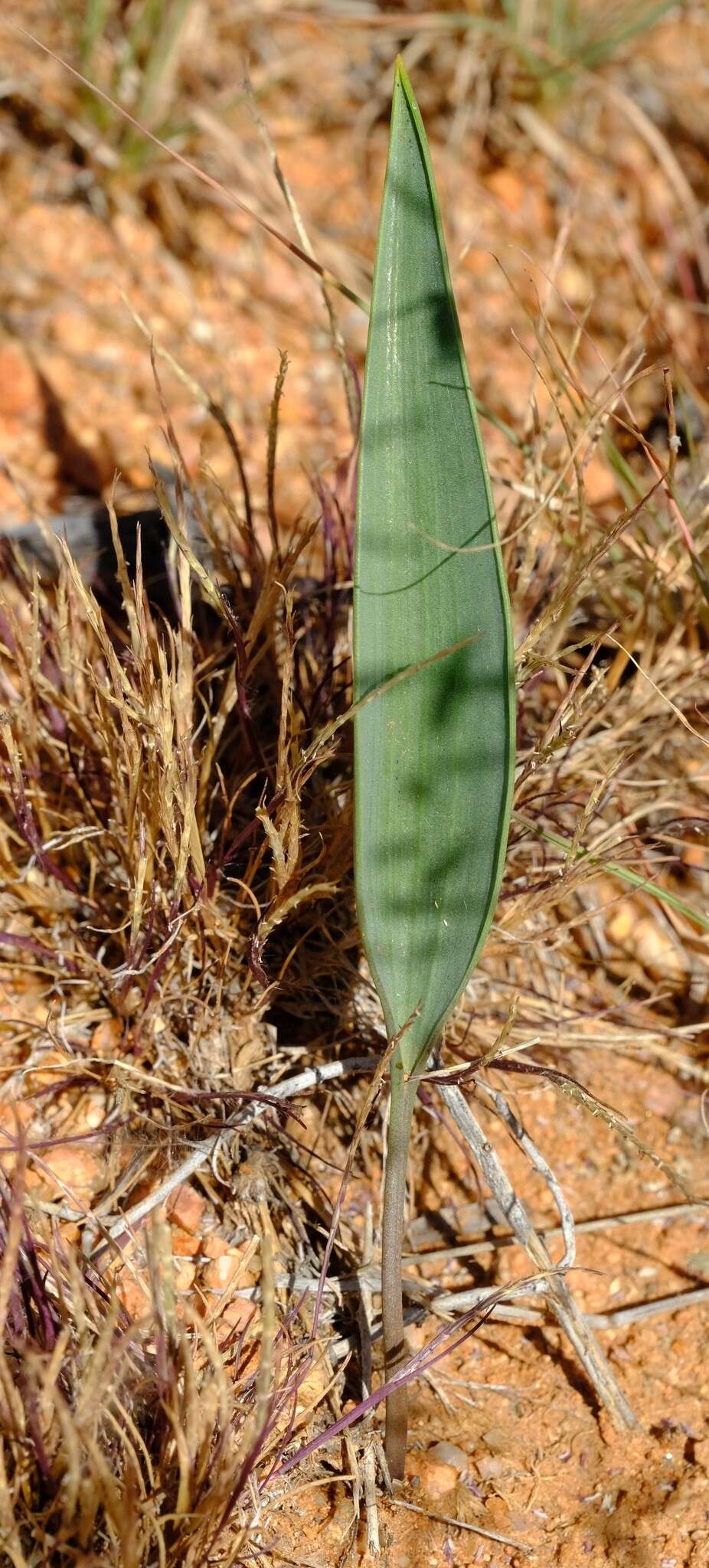 Image of Eriospermum abyssinicum Baker