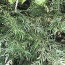 Podocarpus urbanii Pilg.的圖片