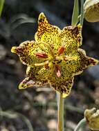 Image of Davidson's fritillary