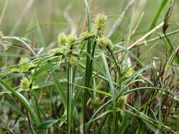 Sivun Cyperus decurvatus (C. B. Clarke) C. Archer & Goetgh. kuva