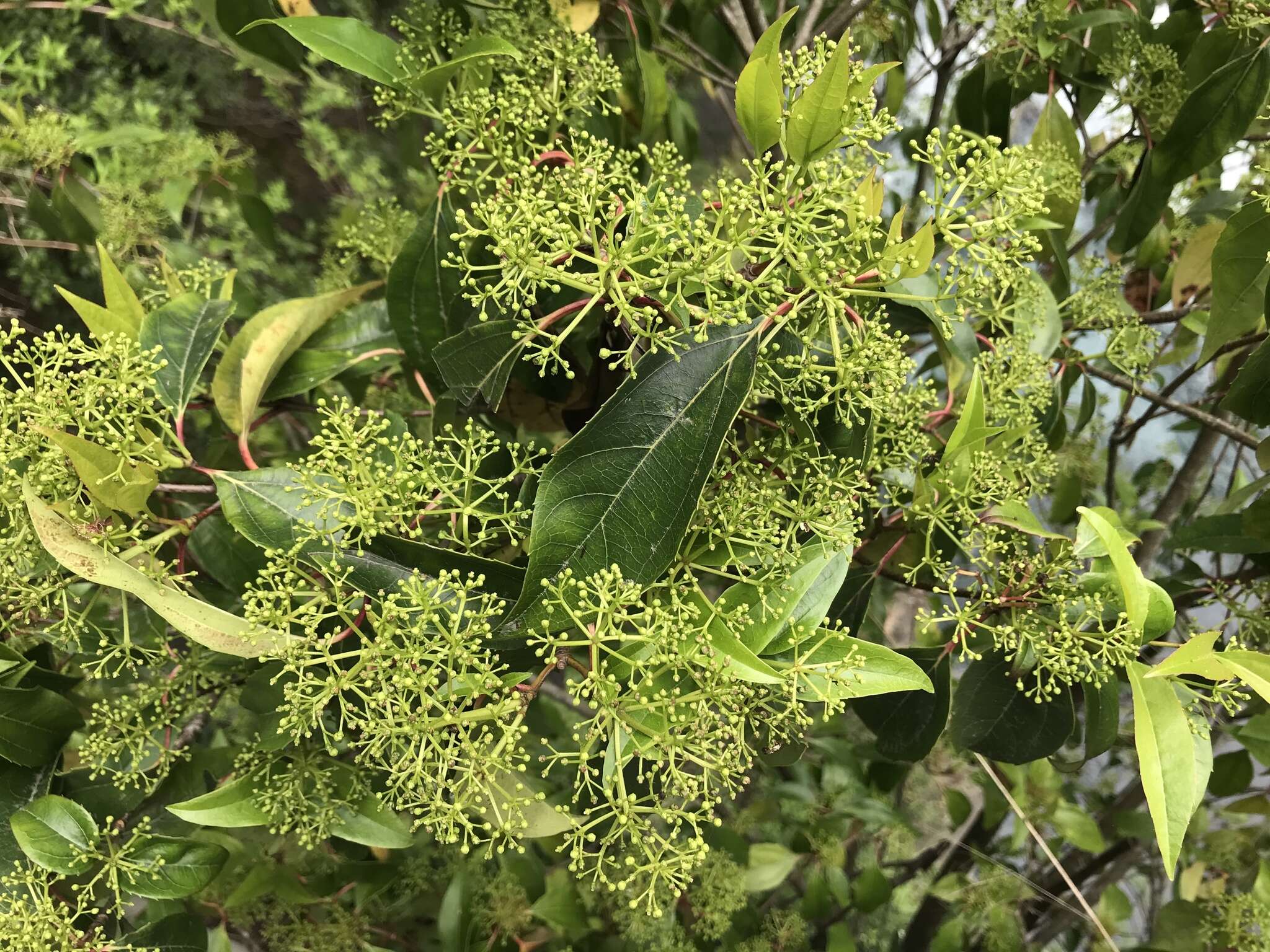 Image of Viburnum propinquum Hemsl.