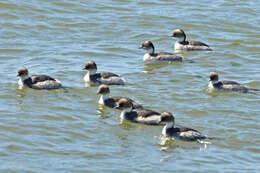 Podiceps occipitalis occipitalis Garnot 1826 resmi