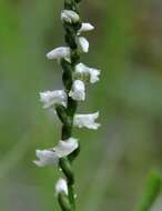 Слика од Spiranthes tuberosa Raf.