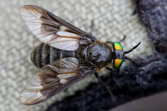 Image of Chrysops sepulcralis Fabricius 1794