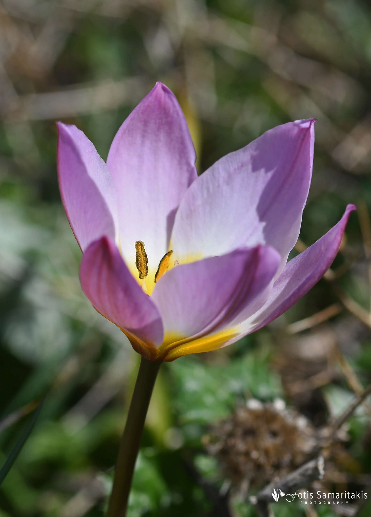 Image of Tulipa saxatilis Sieber ex Spreng.