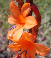 Imagem de Watsonia laccata (Jacq.) Ker Gawl.