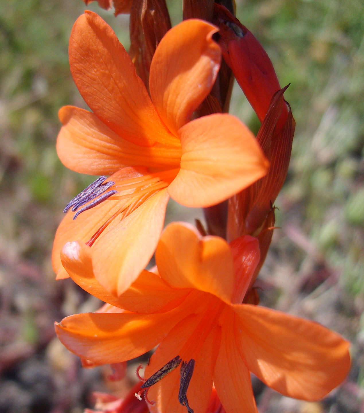 Image of Watsonia laccata (Jacq.) Ker Gawl.