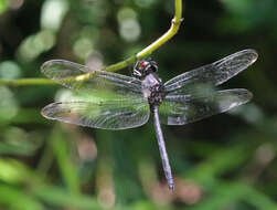 Image of Zygonyx iris Selys 1869