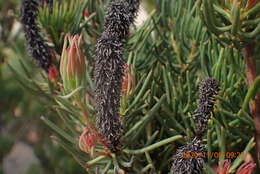 صورة Leucadendron nobile I. Williams