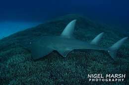 Image of White-spotted Guitarfish