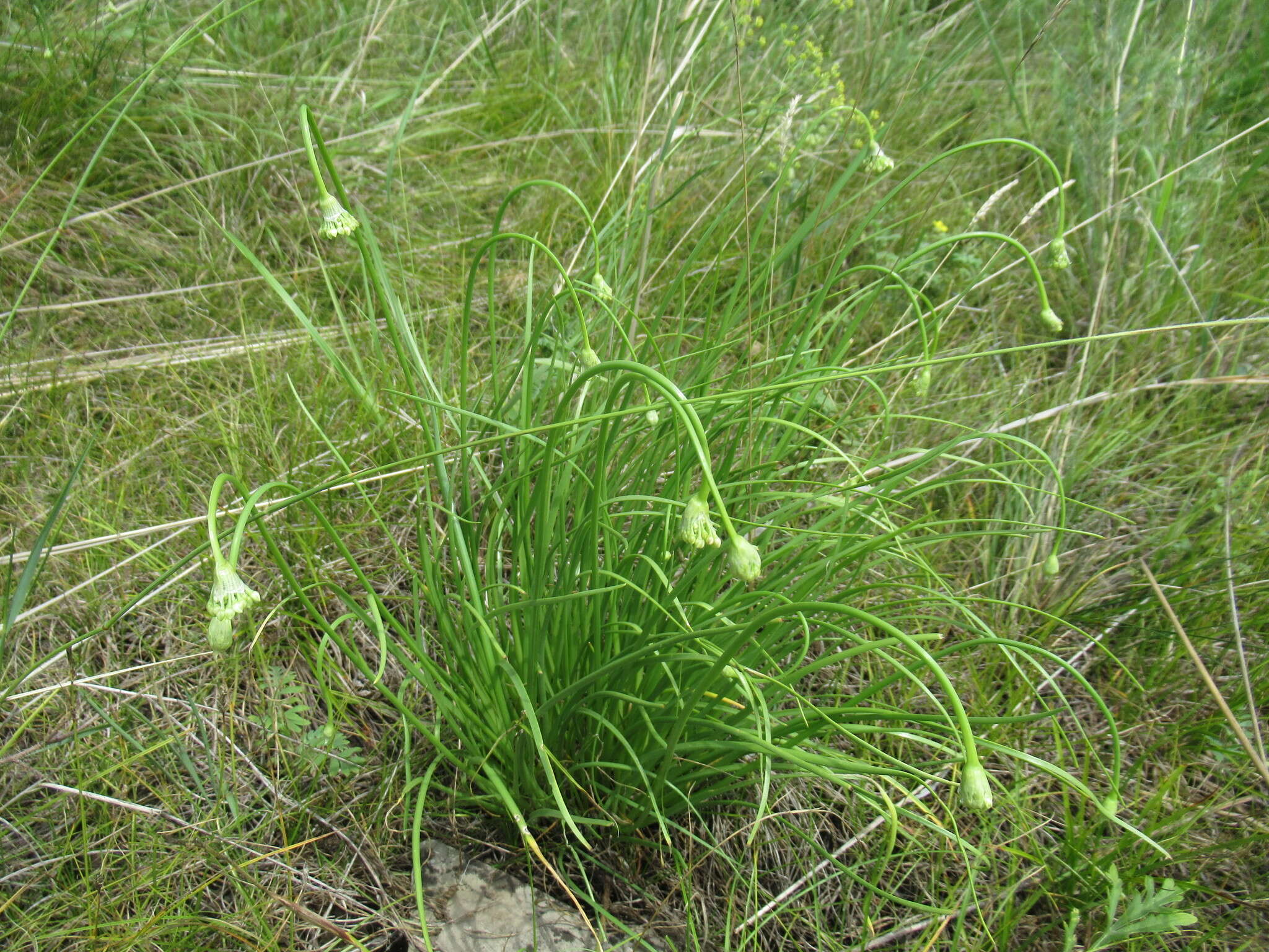Image of Allium stellerianum Willd.