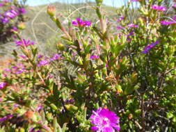 Delosperma asperulum (Salm-Dyck) L. Bol. resmi