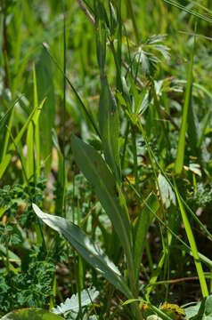 Image of Klasea marginata (Tausch) Kitag.