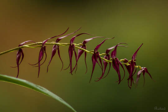 Imagem de Pleurothallis phalangifera (C. Presl) Rchb. fil.