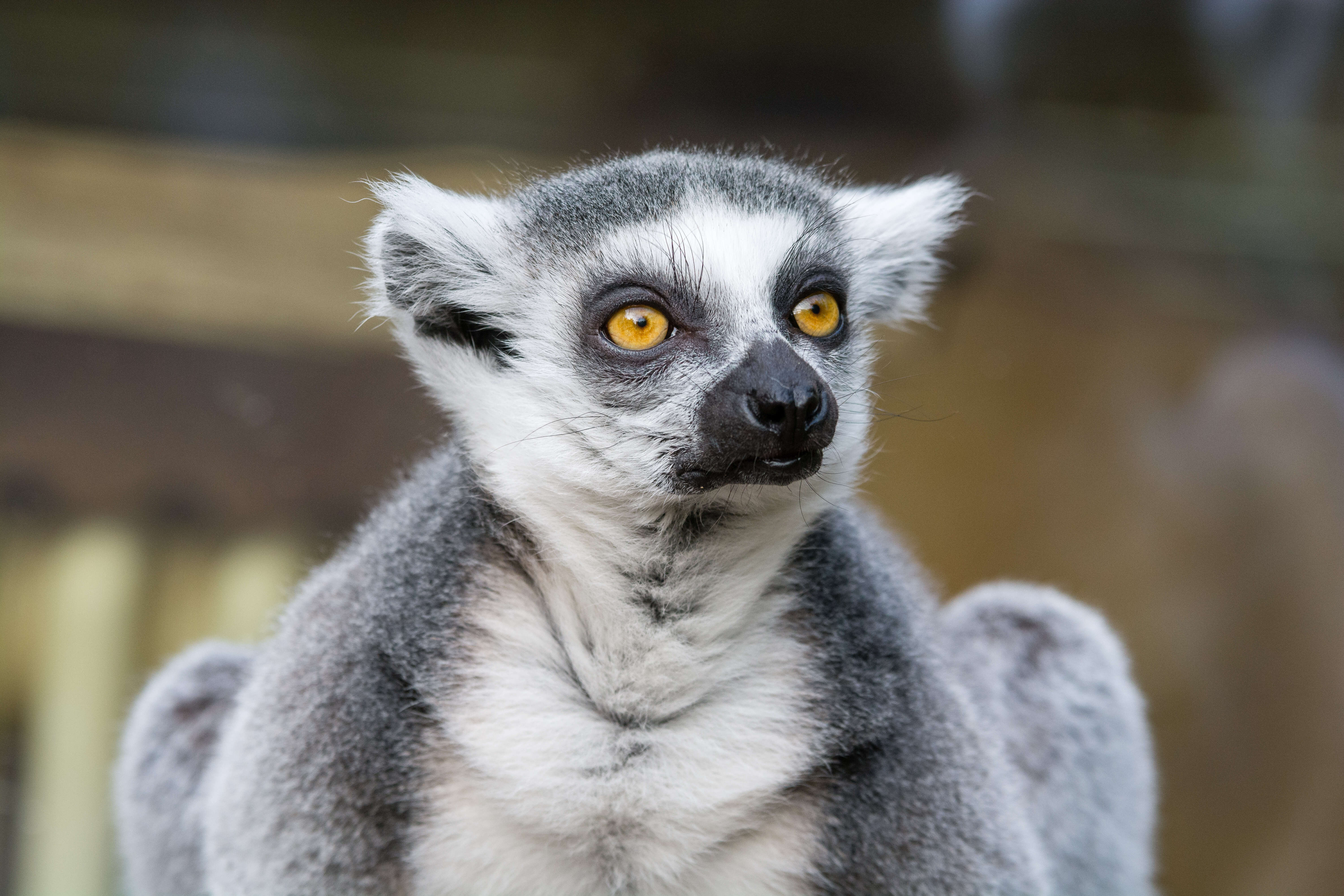 Image of Lemur Linnaeus 1758