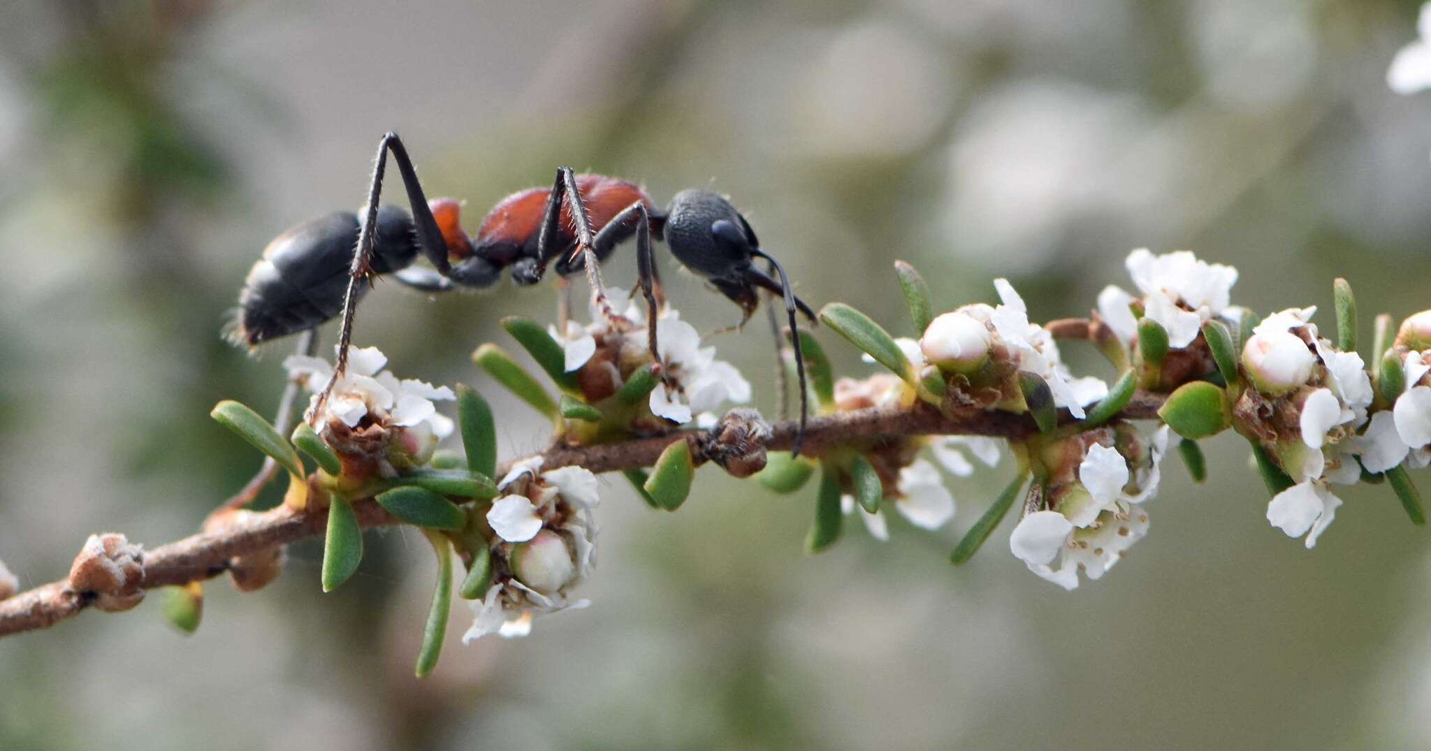 Image of Myrmecia ludlowi Crawley 1922