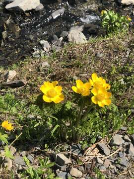 Image of Pulsatilla aurea (N. Busch) Juzepczuk